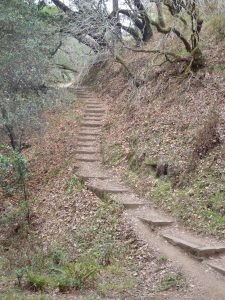 Forest trail